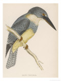 North American Belted Kingfisher