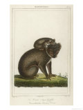 Buy Koala Bear Carrying Its Young at AllPosters.com