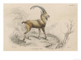 Buy The European Ibex at AllPosters.com