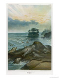 Buy Seals on a Rock at AllPosters.com