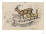 Buy The Aegagrus is a Native of the Alps at AllPosters.com