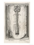 Buy Vertebrae at AllPosters.com