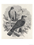 Buy Western Honey Buzzard at AllPosters.com
