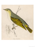 Buy Wood Warbler at AllPosters.com