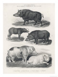Buy Wart Hogs at AllPosters.com