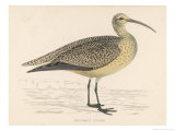 Buy Eskimo Curlew at AllPosters.com