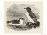 Buy Little Auk Mergulus Alle at AllPosters.com
