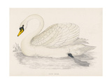 Buy Mute Swan at AllPosters.com