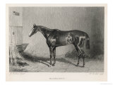 Buy Portrait of the Racehorse Harkaway Who Won the 1838 Goodwood Cup in His Stable at AllPosters.com