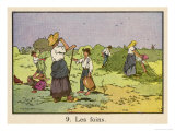 The Harvest