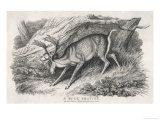 Buy Buck Frays Its Antlers at AllPosters.com