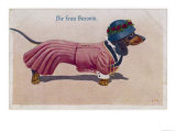 Dachshund Dressed as a Woman