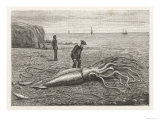 Buy Architeuthis Princeps Stranded on a Newfoundland Beach at AllPosters.com