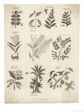 Buy Mimosa Pepper Nutmeg Camphor and Other Herbs and Plants at AllPosters.com