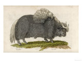 Buy Yak at AllPosters.com