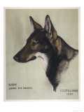 Buddy Seeing Eye