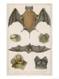 Various Species of Bat