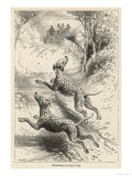 Two Dalmatians Also Known as Coach Dogs Follow and Protect a Carriage