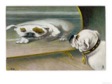 Bulldog Admires Its Reflection in a Distorting Mirror