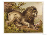Fierce-Looking Lion from the Atlas Mountains of North Africa