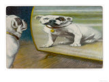 Bulldog Admires Its Reflection in a Distorting Mirror