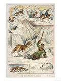 St. Bernard Dog