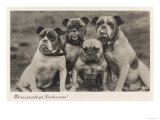 Group of Four Bulldogs Sitting Close Together
