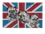 Patriotic British Bulldogs: We're Ready!