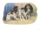 King Charles Spaniel, Blenheim