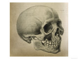 Buy Illustration of the Skull of a Bushman of the Hottentot Tribe Africa at AllPosters.com