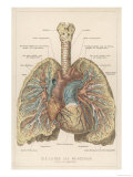 Buy Detailed Diagram of the Lungs at AllPosters.com