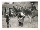 Shoeing (Hooving) a Donkey at a Farm in Deal
