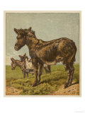 Three Donkeys in a Field