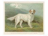 White English Setter