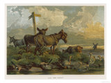 Donkeys Grazing in the Meadow
