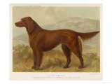 Irish Setter on the Moors