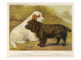 Clumber Spaniel and a Sussex Spaniel