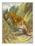Prowling Tiger