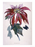 Poinsettia with Attendant Butterfly