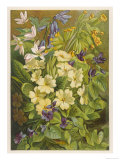Flowers of March and April: Viola