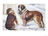Two St. Bernard Rescue Dogs in the Alpine Snow