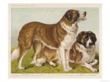 The Rev J Cumming Macdonalds Rough-Coated St. Bernards Bayard and Barry