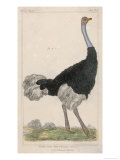 Ostrich of the Eastern Continent