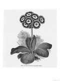 Auricula Variety Lancashire Hero