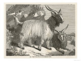 The Cashmere or Down Goat