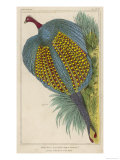 Argus Pheasant