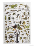 Arthropods Including a Wide Variety of Insects