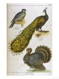 Pigeon Peacock Turkey