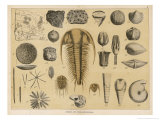 Buy Life-Forms of the Paleozoic Epoch at AllPosters.com