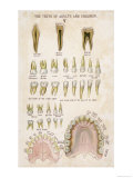 Buy The Teeth of Adults and Children at AllPosters.com